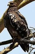 Steppe Eagle