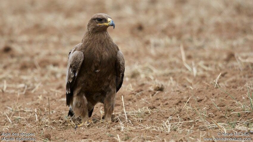 Aigle des steppesadulte