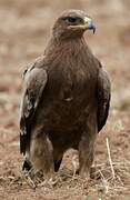 Steppe Eagle