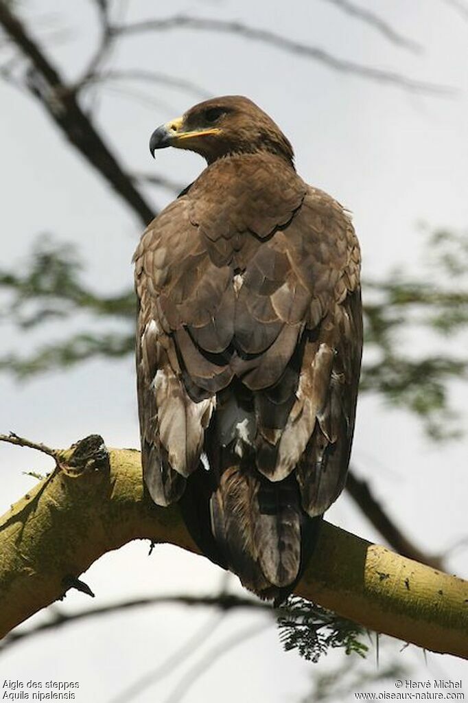 Steppe Eagle