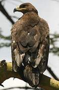 Steppe Eagle