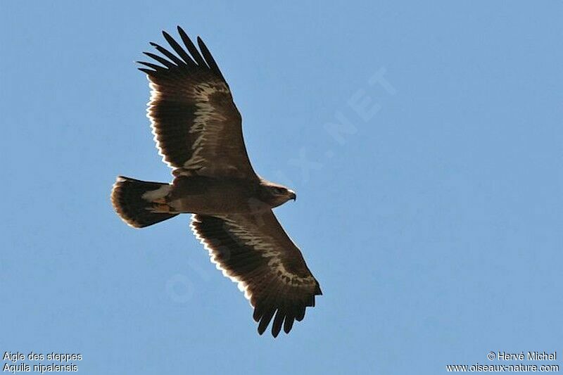 Aigle des steppes1ère année