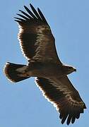 Steppe Eagle