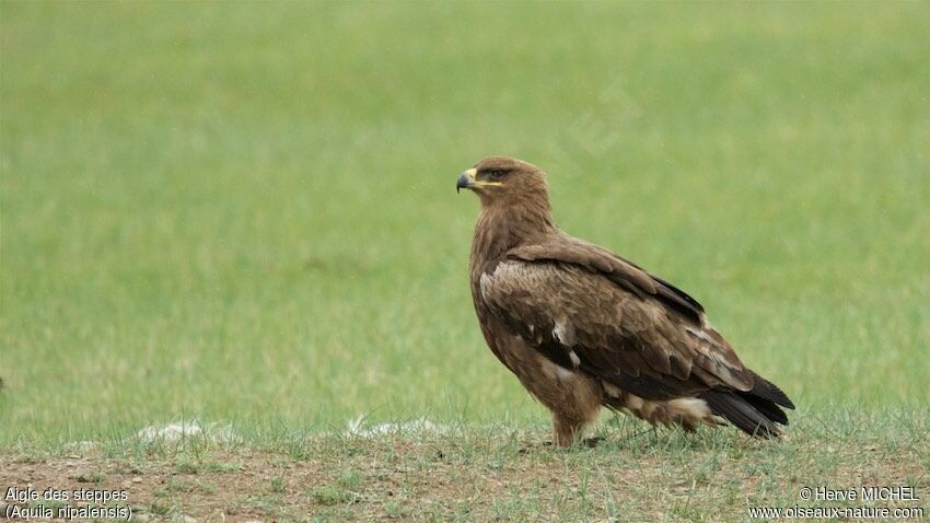 Steppe Eaglesubadult