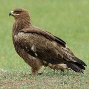 Steppe Eagle