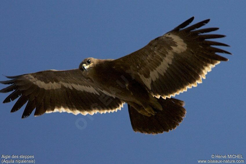 Aigle des steppesimmature