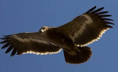 Aigle des steppes