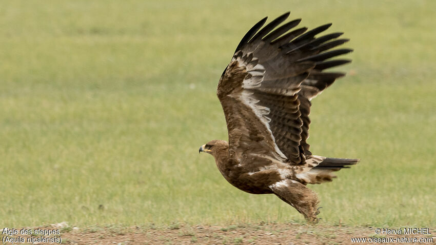 Aigle des steppessubadulte