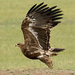 Aigle des steppes