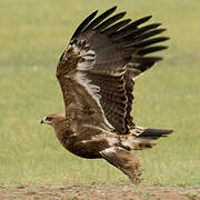 Steppe Eagle