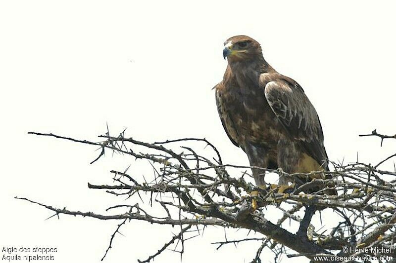 Aigle des steppes1ère année