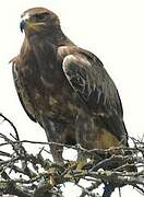 Steppe Eagle