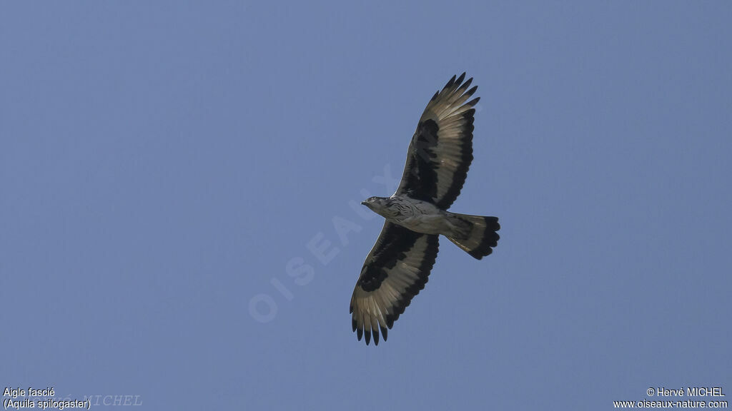 Aigle fasciéadulte