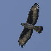 African Hawk-Eagle