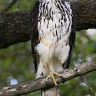 Aigle fascié