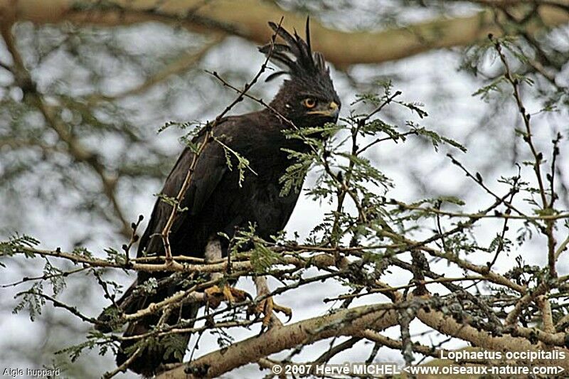 Long-crested Eagleadult