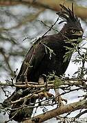 Long-crested Eagle