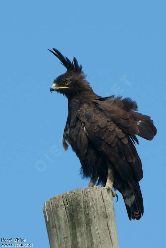 Aigle huppard femelle adulte, identification