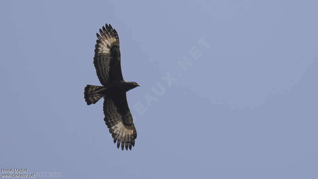 Aigle huppard, pigmentation, Vol