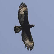 Long-crested Eagle