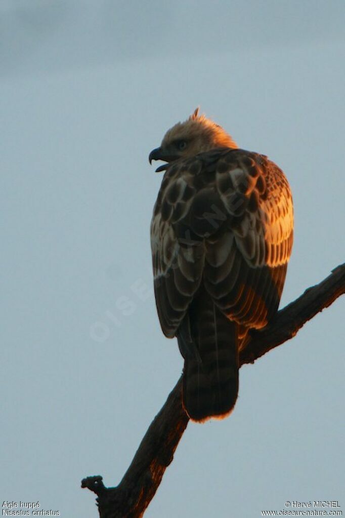 Aigle huppéjuvénile