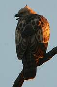 Changeable Hawk-Eagle