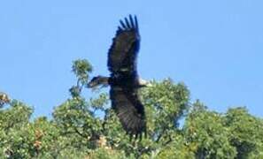 Aigle ibérique