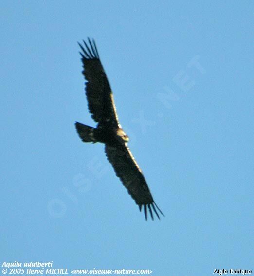 Aigle ibérique