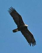 Eastern Imperial Eagle