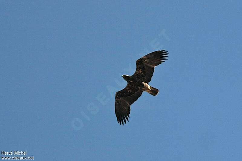 Eastern Imperial Eaglesubadult, Flight