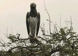 Martial Eagle