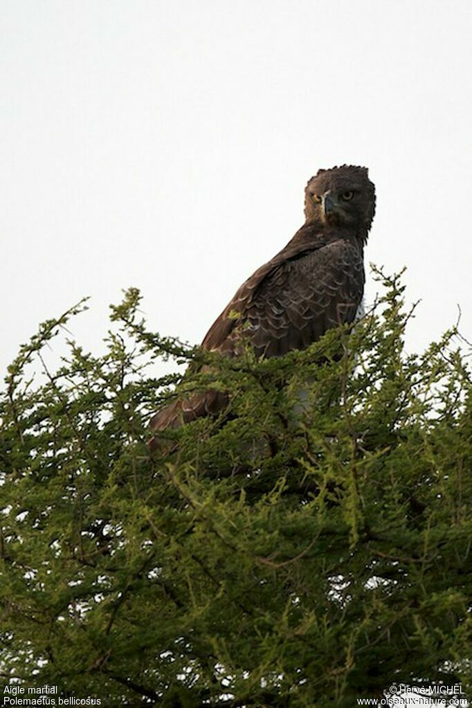 Martial Eagle