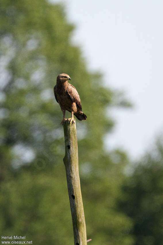 Aigle pomarinadulte, pêche/chasse