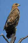 Aigle ravisseur
