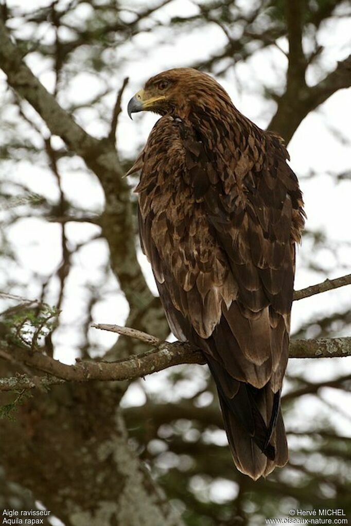 Aigle ravisseur