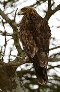 Tawny Eagle