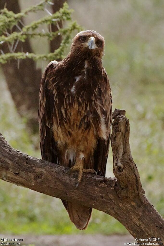 Tawny Eagle