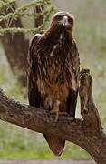 Tawny Eagle