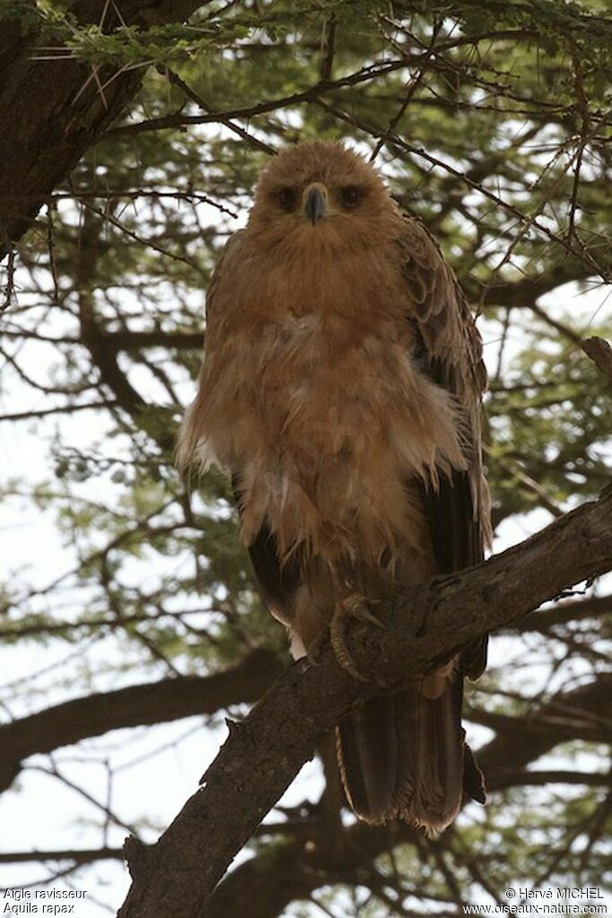 Tawny Eagle