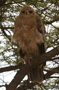 Tawny Eagle