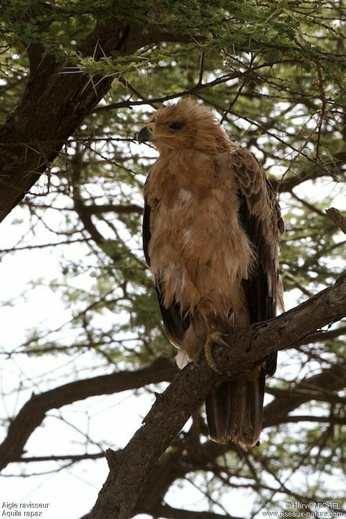 Tawny Eagle