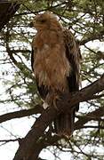 Tawny Eagle