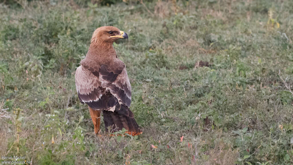 Aigle ravisseur