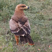 Tawny Eagle