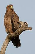 Tawny Eagle