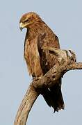 Tawny Eagle