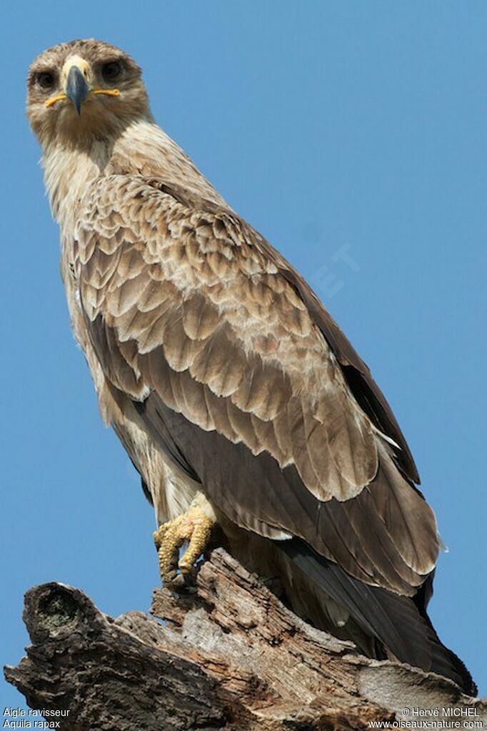 Tawny Eagle