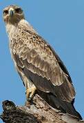 Tawny Eagle