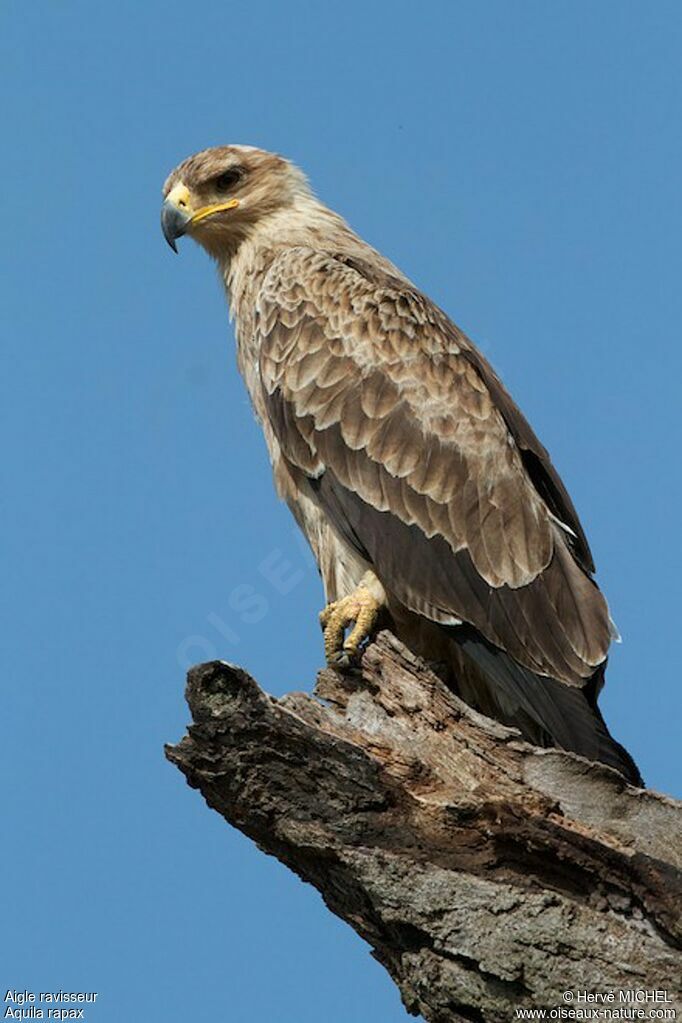 Tawny Eagle