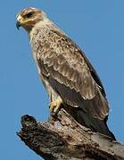 Tawny Eagle